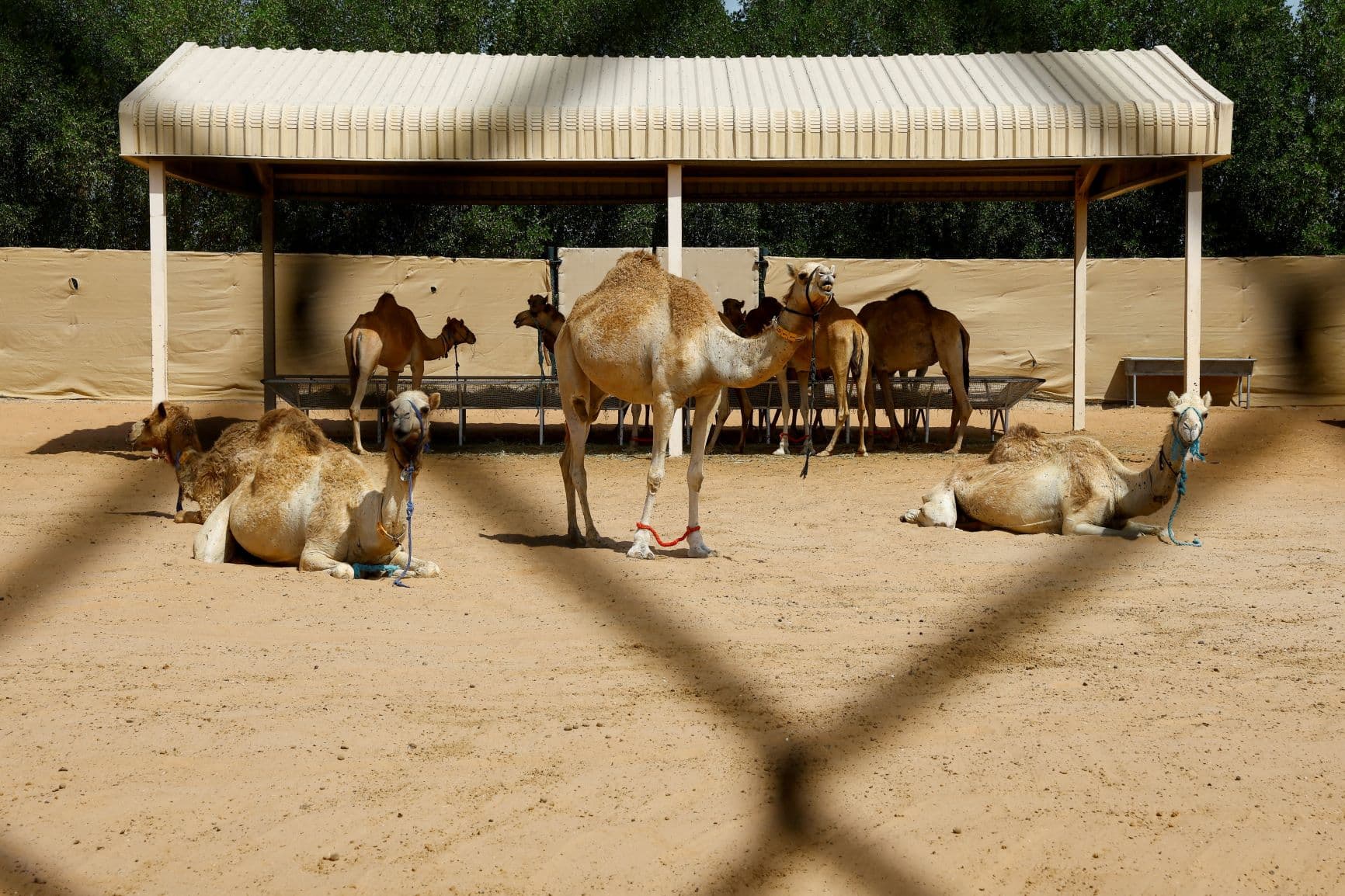 في الإمارات .. استنساخ الإبل لتلبية احتياجات السباقات ومهرجانات الجمال