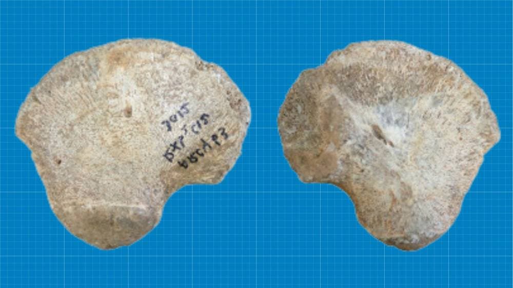 العظم يرجع في انتمائه إلى سلالة بشرية حديثة مبكرة.