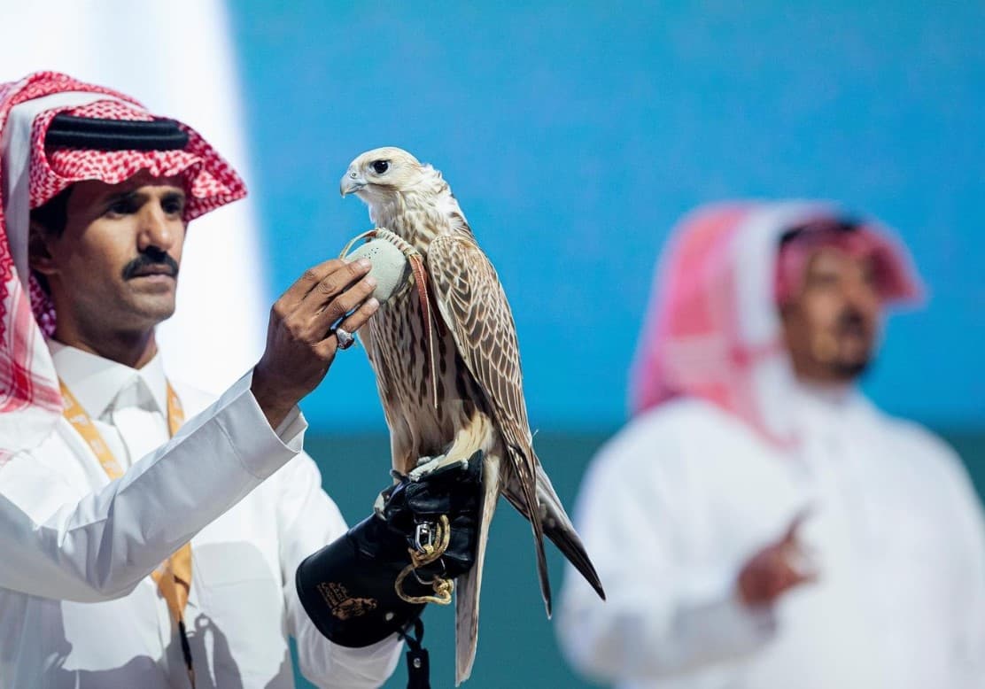 بيع أغلى صقر حر في الشرق الأوسط بنصف مليون ريال
