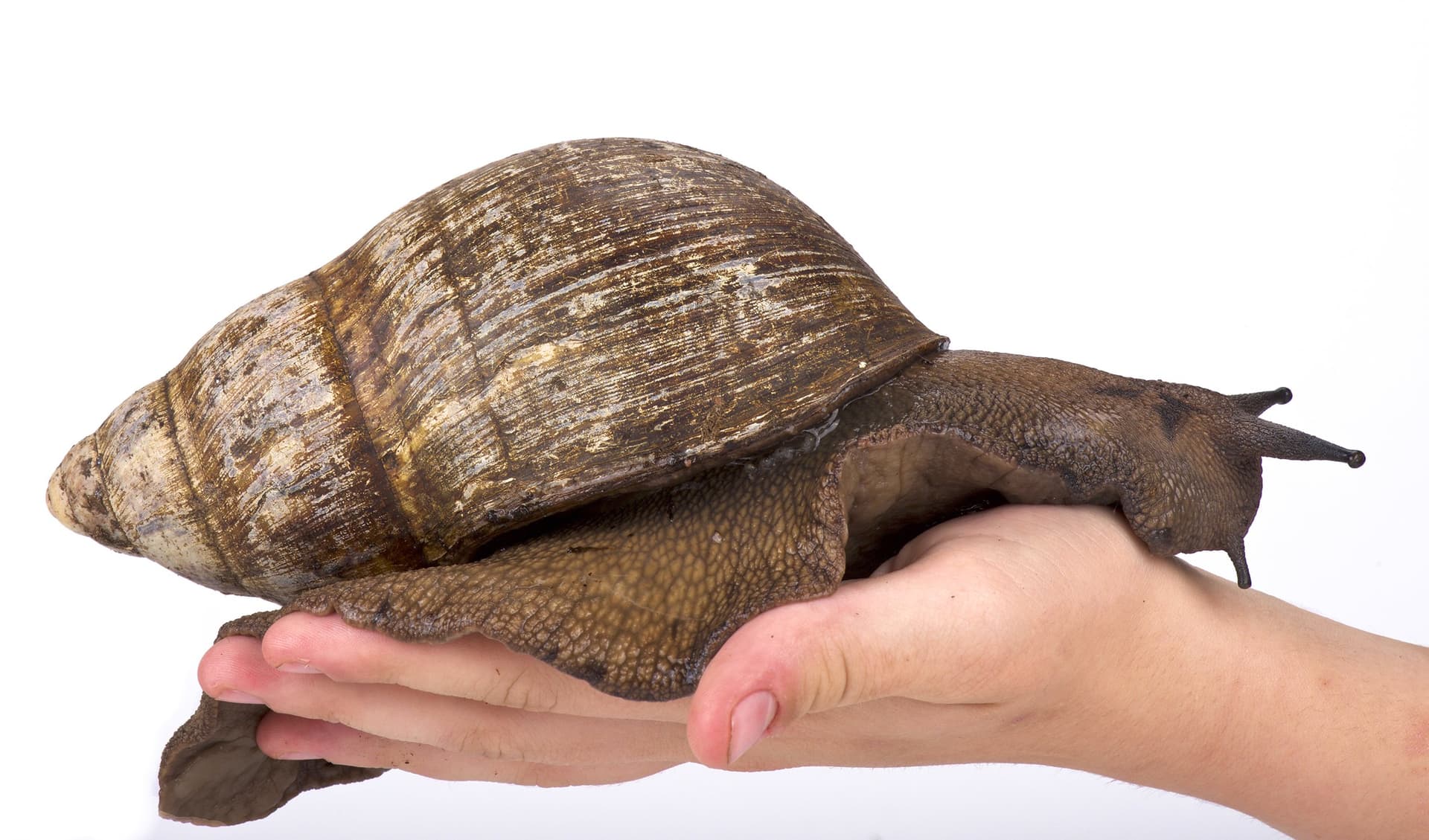 دراسة تحذر من خطر الحلزون الإفريقي العملاق على البشر