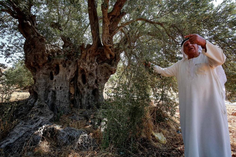 يبلغ عدد أشجار الزيتون في الأردن 11 مليون شجرة. "الفرنسية"