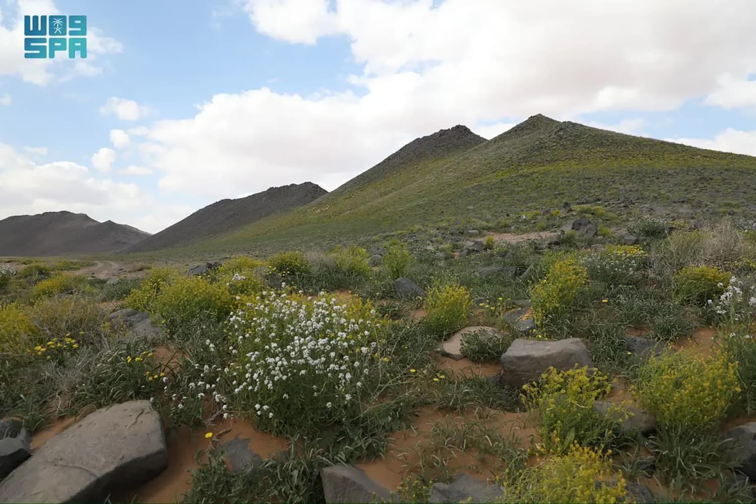 "حرة الحرة" من أقدم المحميات الطبيعية في السعودية