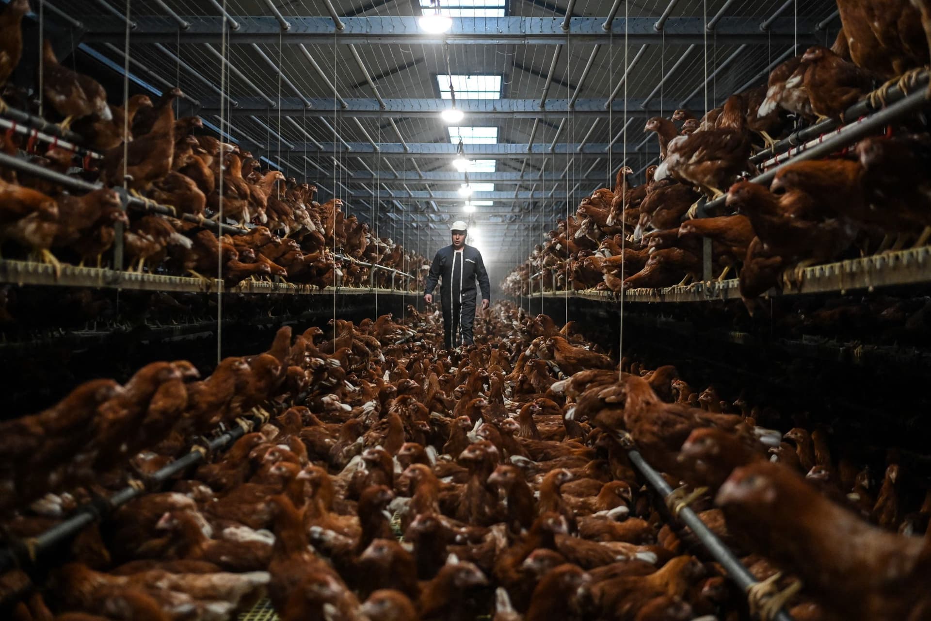 سنغافورة تعلق استيراد الدواجن من اليابان بعد تفشي لإنفلونزا الطيور