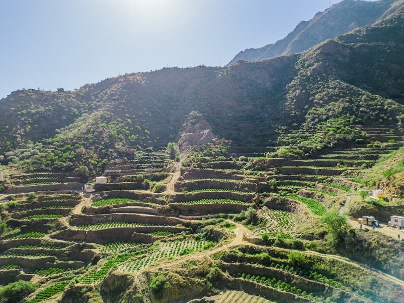 الشركة السعودية للقهوة: تشغيل أول مصنع للبن في جازان الربع الثاني 2025