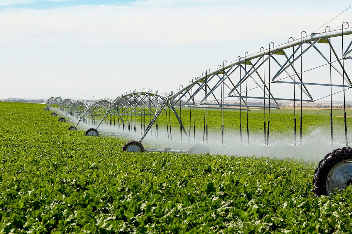 السعودية تتوسع في إنشاء المدن الزراعية لزيادة الإنتاج النباتي وتربية المواشي