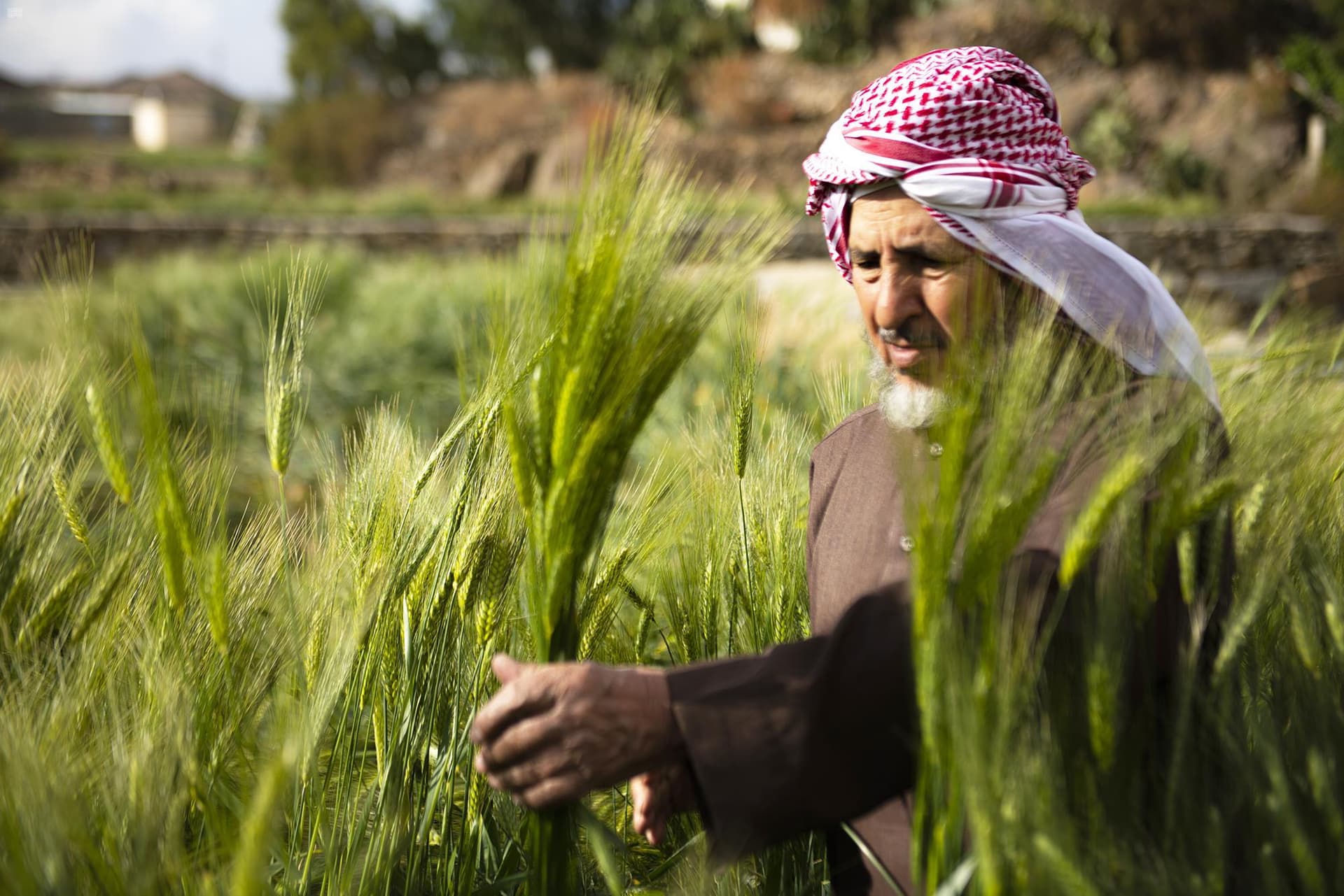 حدد سعر الشراء لموسم 2024 عند 1800 ريال للطن. "واس"