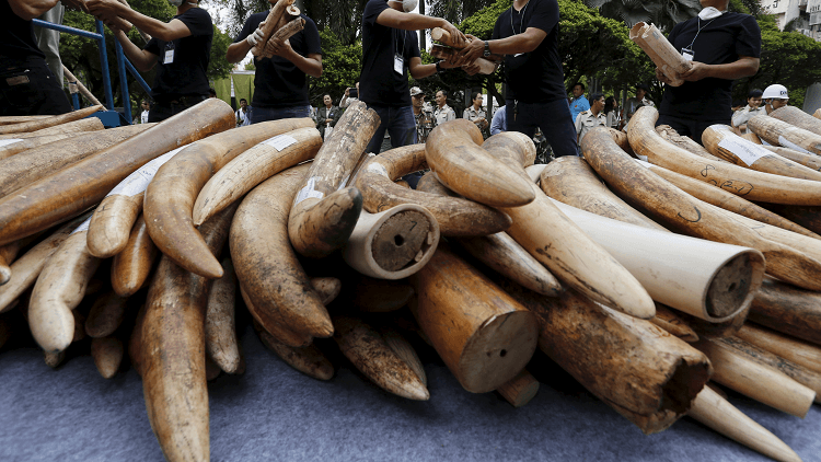 يصل سعر طن العاج بعد التصنيع إلى 5.5 مليون دولار. المصدر: رويترز