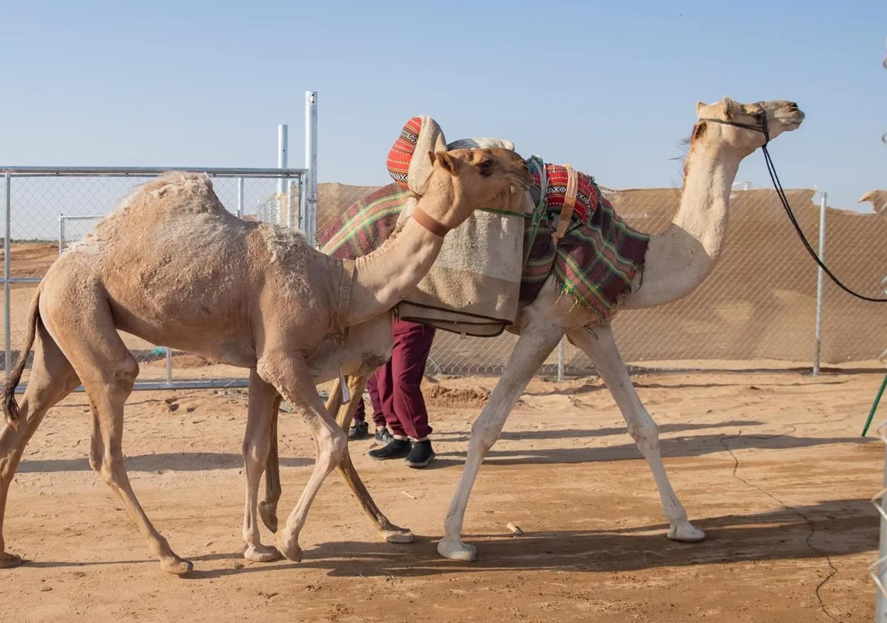 إقبال على مهرجان جادة الإبل في الطائف للحصول على جوائز بملايين الريالات