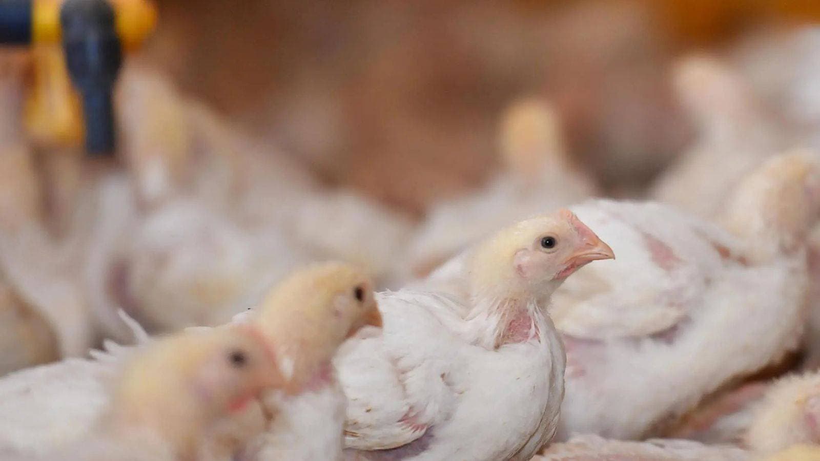 إصدار تنظيم لتنقل الدواجن الحية بين مناطق السعودية بدءا من يناير المقبل