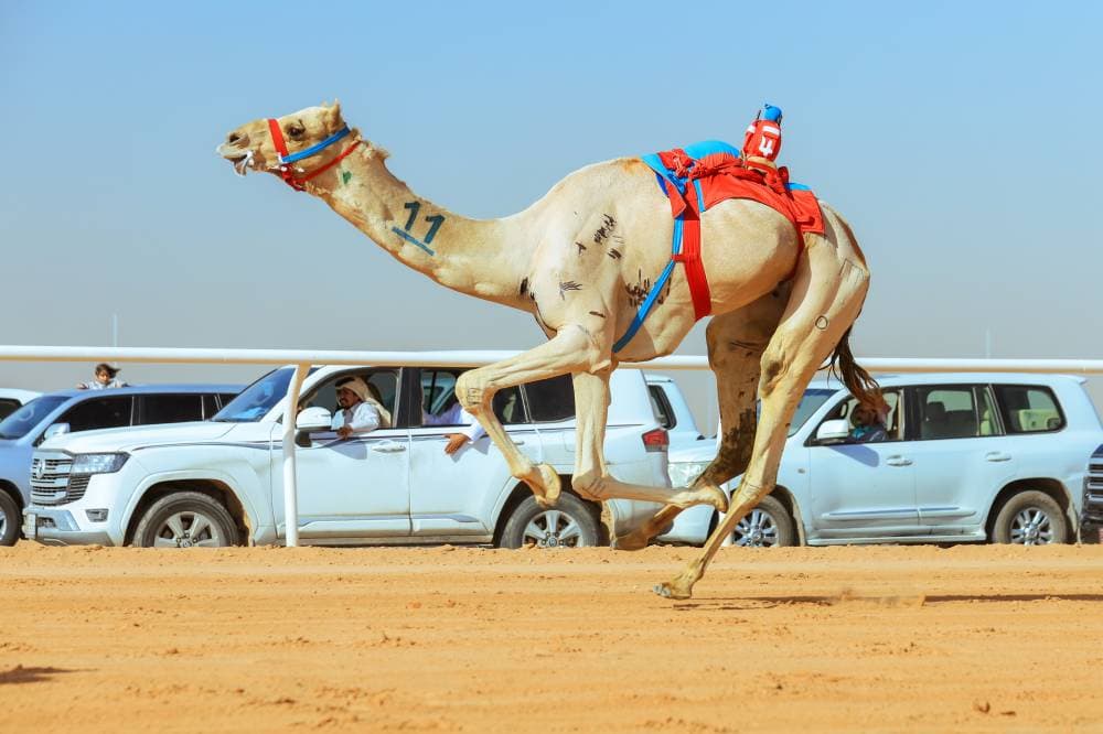 ختام مهرجان الهجن .. الجوائز 3 سيوف وبندقيتان و18.9 مليون ريال