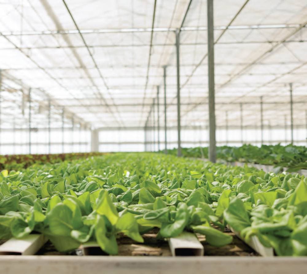 الصندوق الزراعي لـ "الاقتصادية": تنفيذ بيع عقارات المتعثرين عند اكتمال الربط مع "إنفاذ"