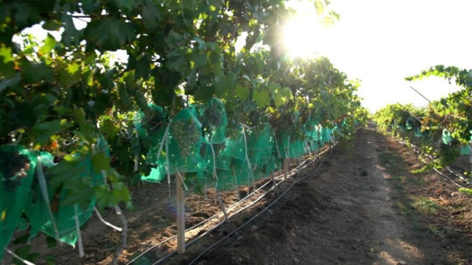 "ريف" لـ "الاقتصادية": تنفيذ 43 مزرعة نموذجية في السعودية لتعزيز الأمن الغذائي