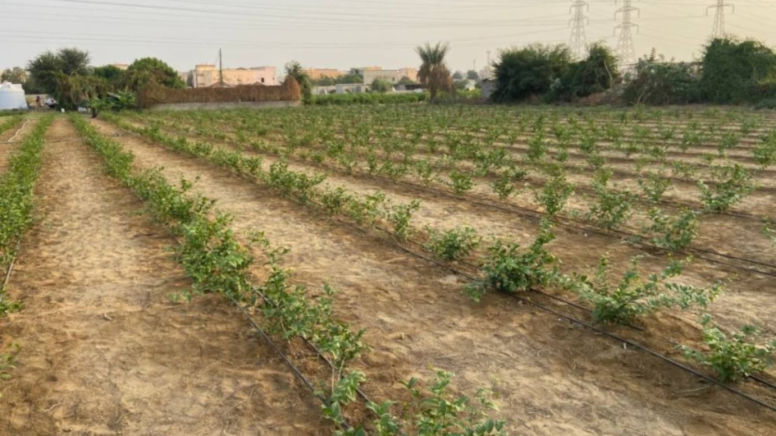 "ريف" لـ "الاقتصادية": تنفيذ 43 مزرعة نموذجية في السعودية لتعزيز الأمن الغذائي