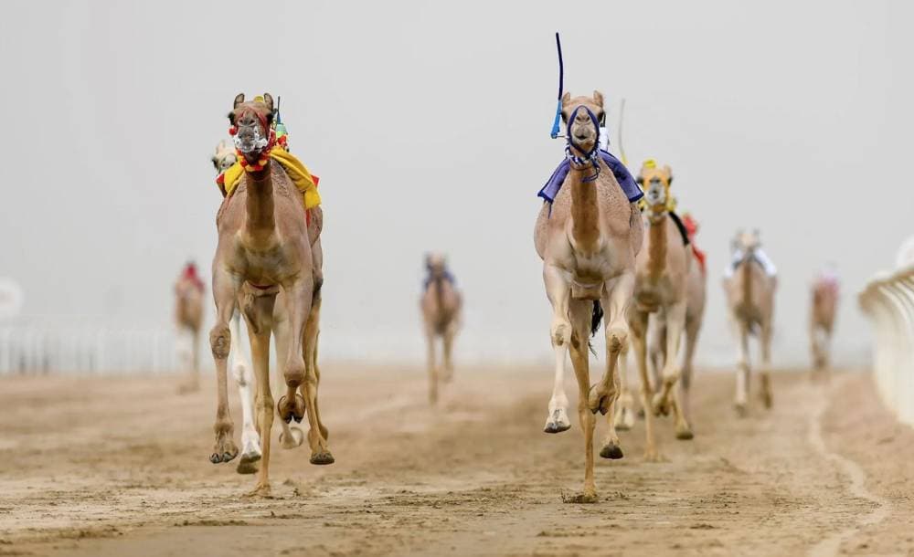 1100 مادة محظورة على الهجن قبل انطلاق مهرجان ولي العهد