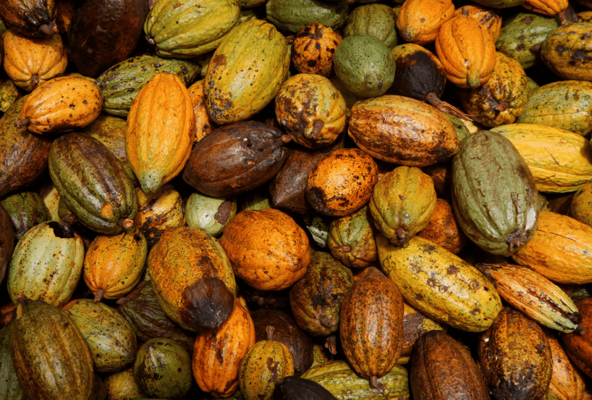 بوادر انفراج في أزمة الكاكاو.. هل ستنخفض أسعار الشوكولاتة؟