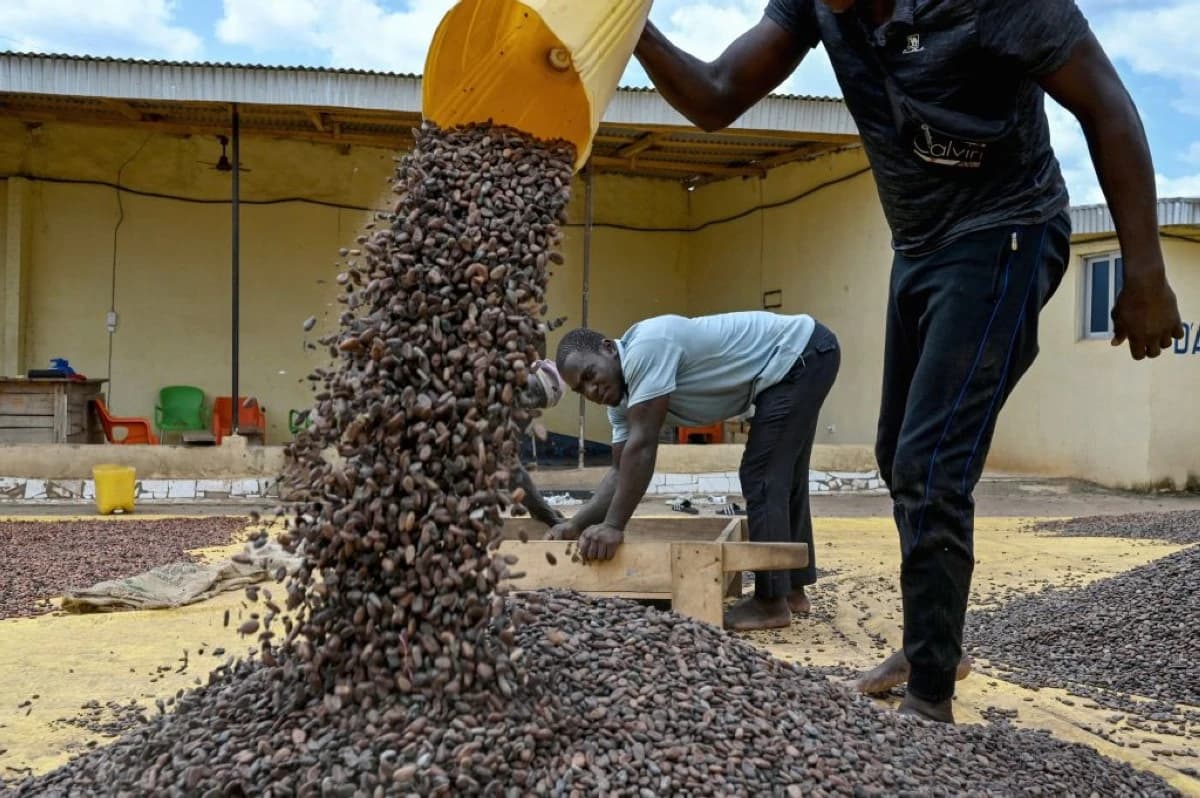 صناعة الكاكاو في ساحل العاج