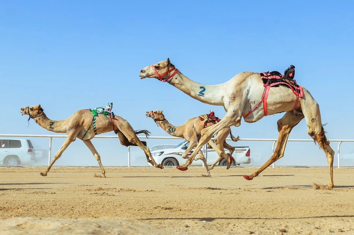 10 ملايين ريال جوائز كأس وزارة الرياضة للهجن