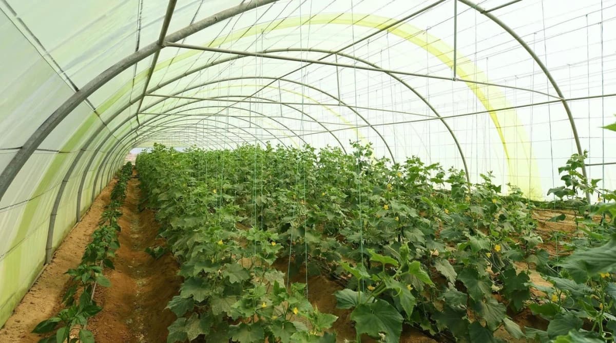 "الصندوق الزراعي" السعودي يعيد جدولة قروض لمستفيدين بـ885 مليون ريال خلال عام