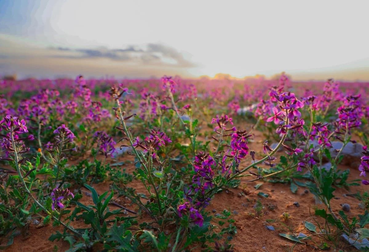 "الغطاء النباتي" يوقع عقودا استثمارية لتطوير 3 متنزهات وطنية في السعودية