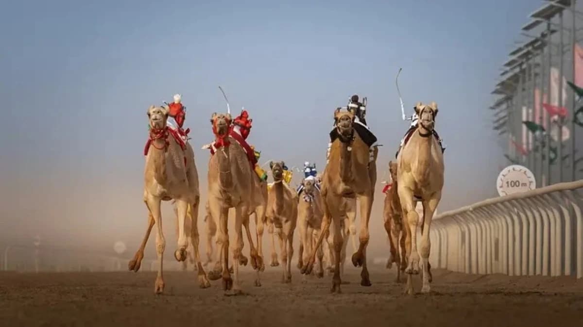مهرجان ولي العهد للهجن 2026 .. جوائز تتجاوز 50 مليون ريال