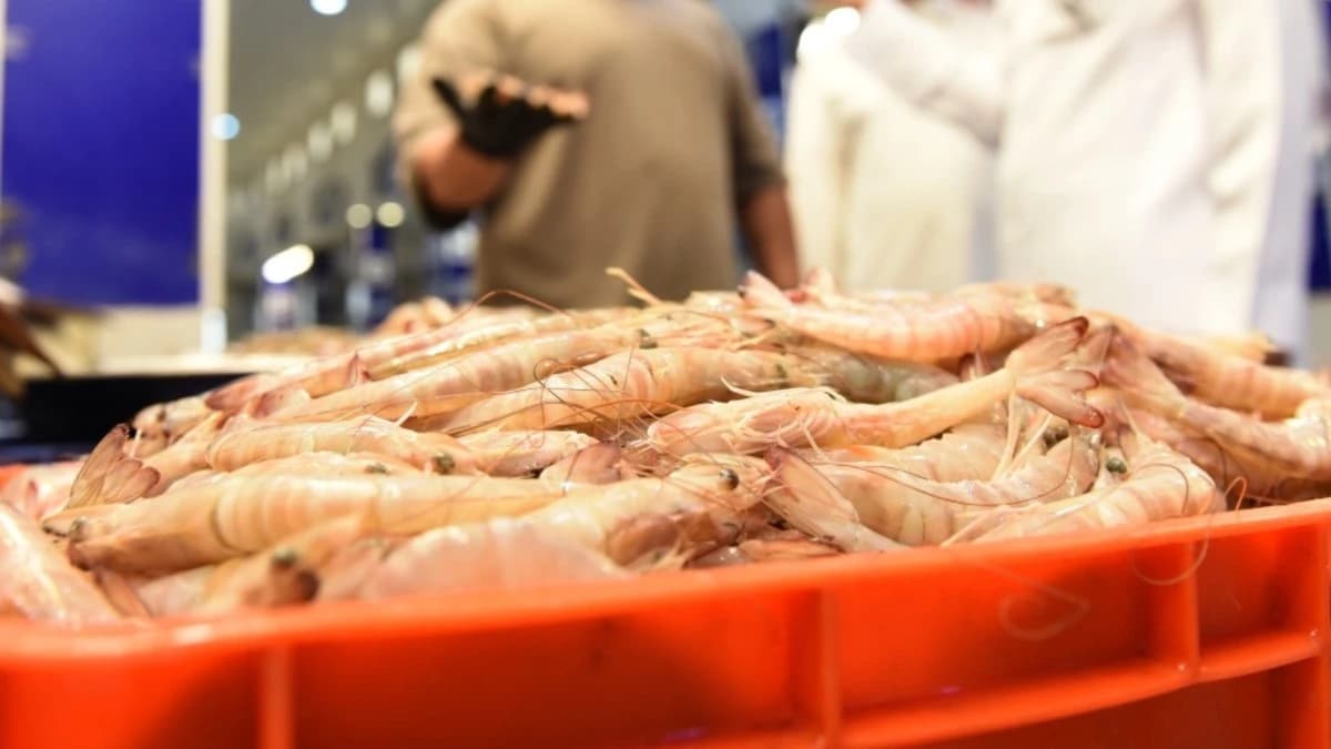 11 ألف قارب صيد تضخ 97.6 ألف طن أسماك للأسواق السعودية