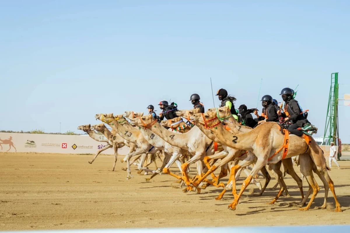 "الهجن" يعلن بدء التسجيل في أشواط مهرجان ولي العهد 2026