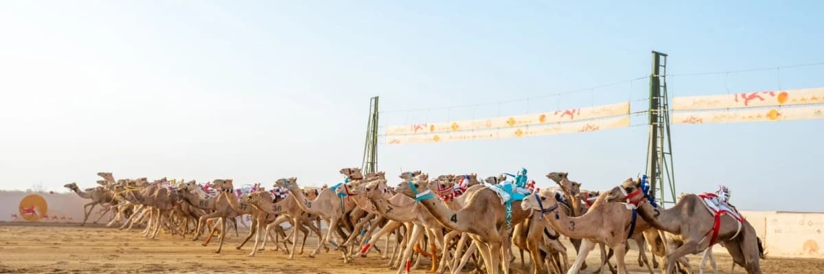 بأسعار تبدأ من 10 ريالات .. إطلاق تذاكر مهرجان ولي العهد للهجن 2026