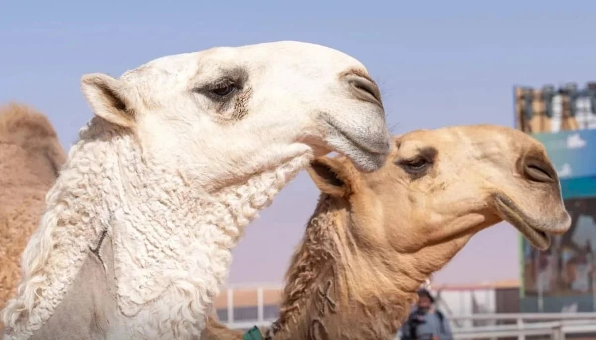 إدراج "المزاين" لأول مرة في مهرجان ولي العهد للهجن