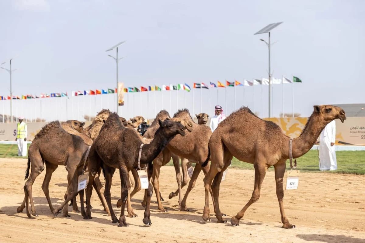 السعودية تحقق المركز الأول في 13 شوطا خلال مهرجان الهجن