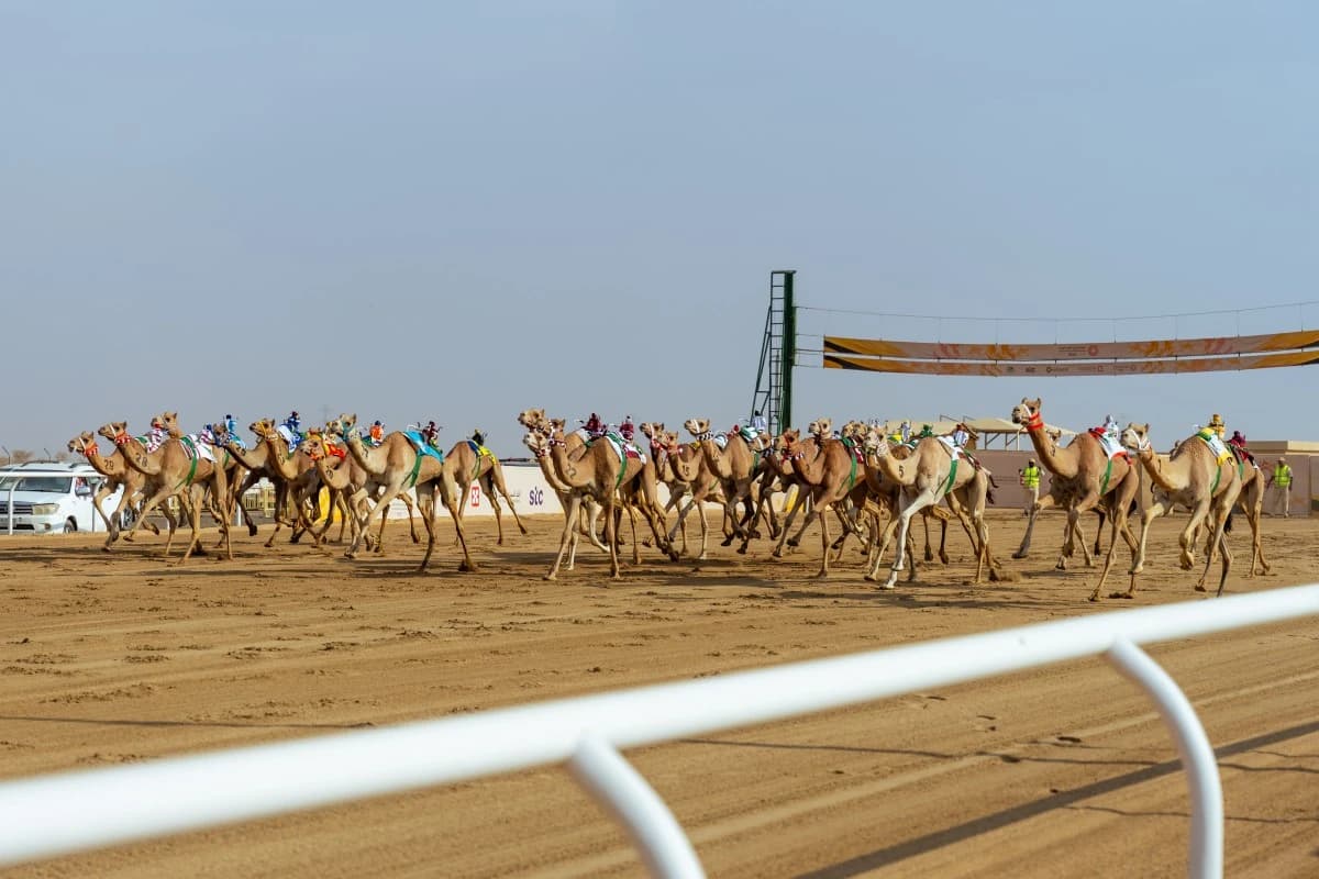 صفقات 60 مليونا ترسّخ مكانة مهرجان ولي العهد للهجن