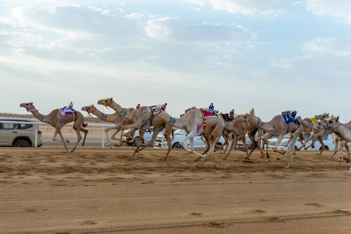 مهرجان ولي العهد للهجن يكسر حاجز الـ 4000 شوط في إنجاز جديد