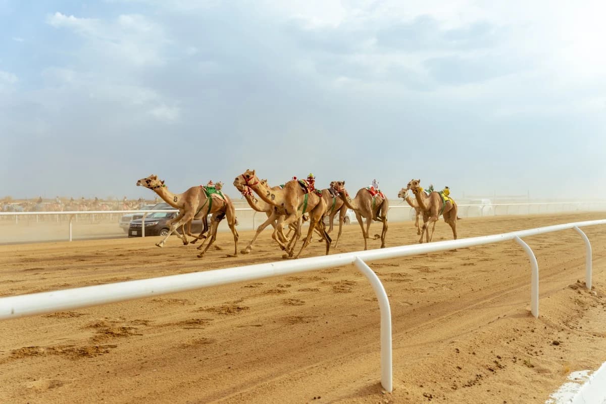 القحطاني يتوج بكأس مهرجان ولي العهد للهجن والدهاسي يخطف السيف