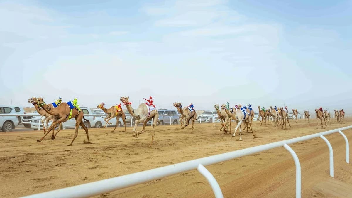 بطولة الأولمبية السعودية للهجن .. 24 كأسا و10 ملايين قيمة الجوائز