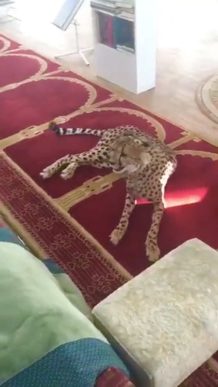 نمر مفترس يهدد اهالي بريدة