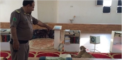 نمر مفترس يهدد اهالي بريدة