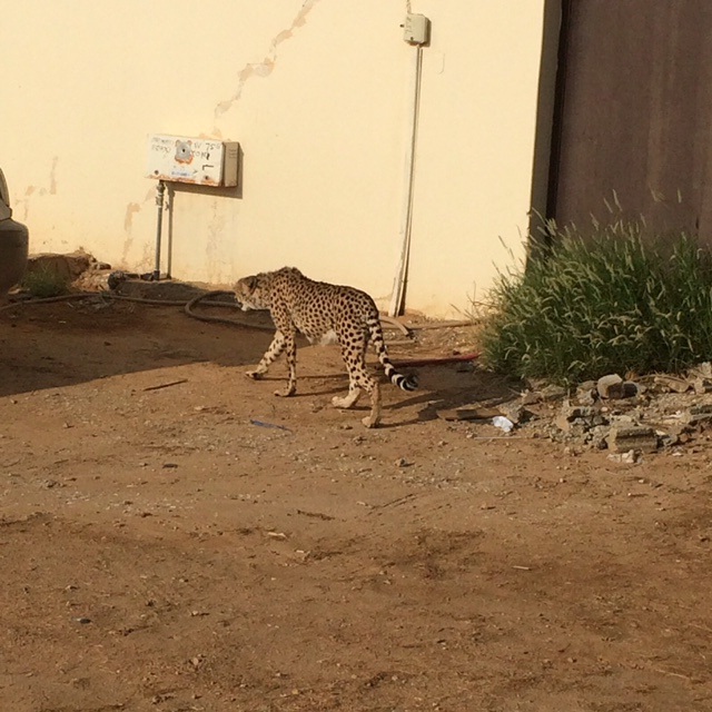 نمر مفترس يهدد اهالي بريدة