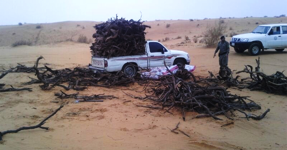 "الزراعة" تعاقب المخالفين للاحتطاب وتضبط أكثر من 117 طناً