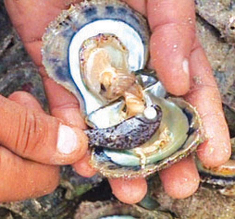 حكاية لؤلؤة