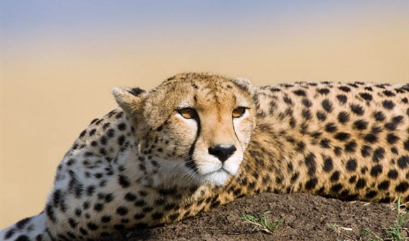 وفاة انثى الفهد ساره أسرع حيوان ثدي بري في العالم