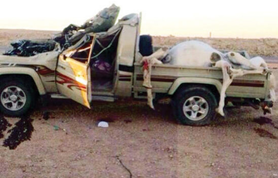 الإبل السائبة تفتك بسالكي طريق الشمال الدولي