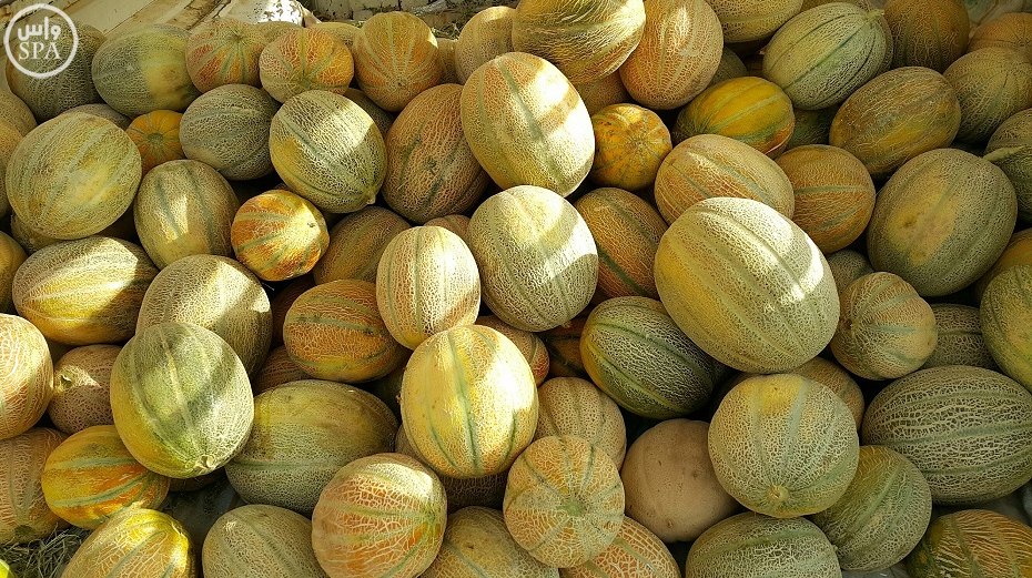 مزارعو وداي الدواسر يشرعون في جني محصول فاكهة الشمام