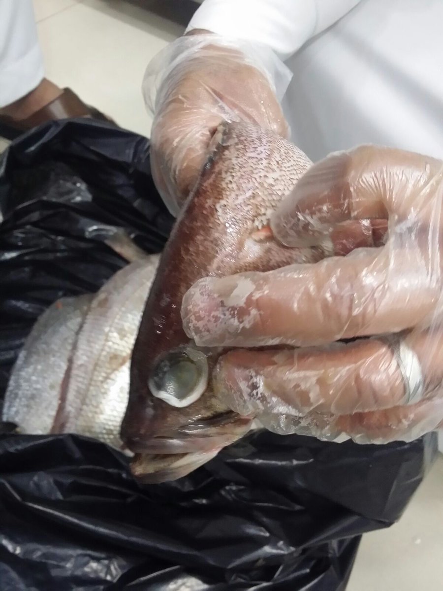 بلدية القطيف تضبط وتصادر 227 كيلو جرام من الاسماك الغير صالحة لاستهلاك الادمي