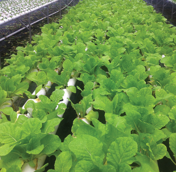 الطقس يجبر «مزارعي الشرقية» على إيقاف إنتاجهم والاتجاه للاستيراد