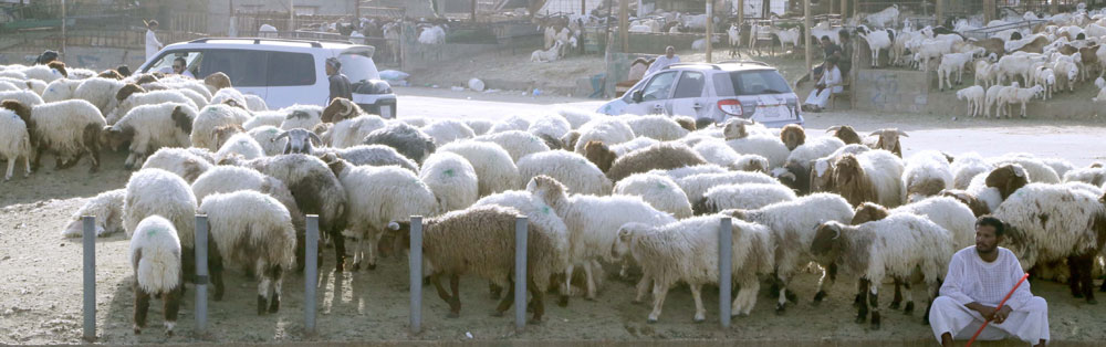 تشهد أسواق الأغنام في السعودية نموا في المعروض وفي الصورة يظهر عدد كبير من الماشية والبائعين في سوق النسيم شرق الرياض.