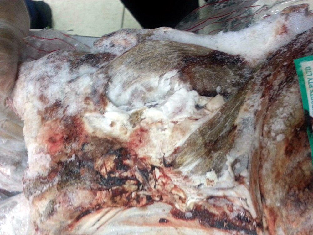 أمانة حائل تضبط لحوم مجمده ويظهر عليها علامات التلف والفساد