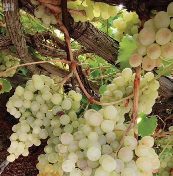 يعد المهرجان الأول من نوعه الذي يقام في موطن المنتج.«واس»