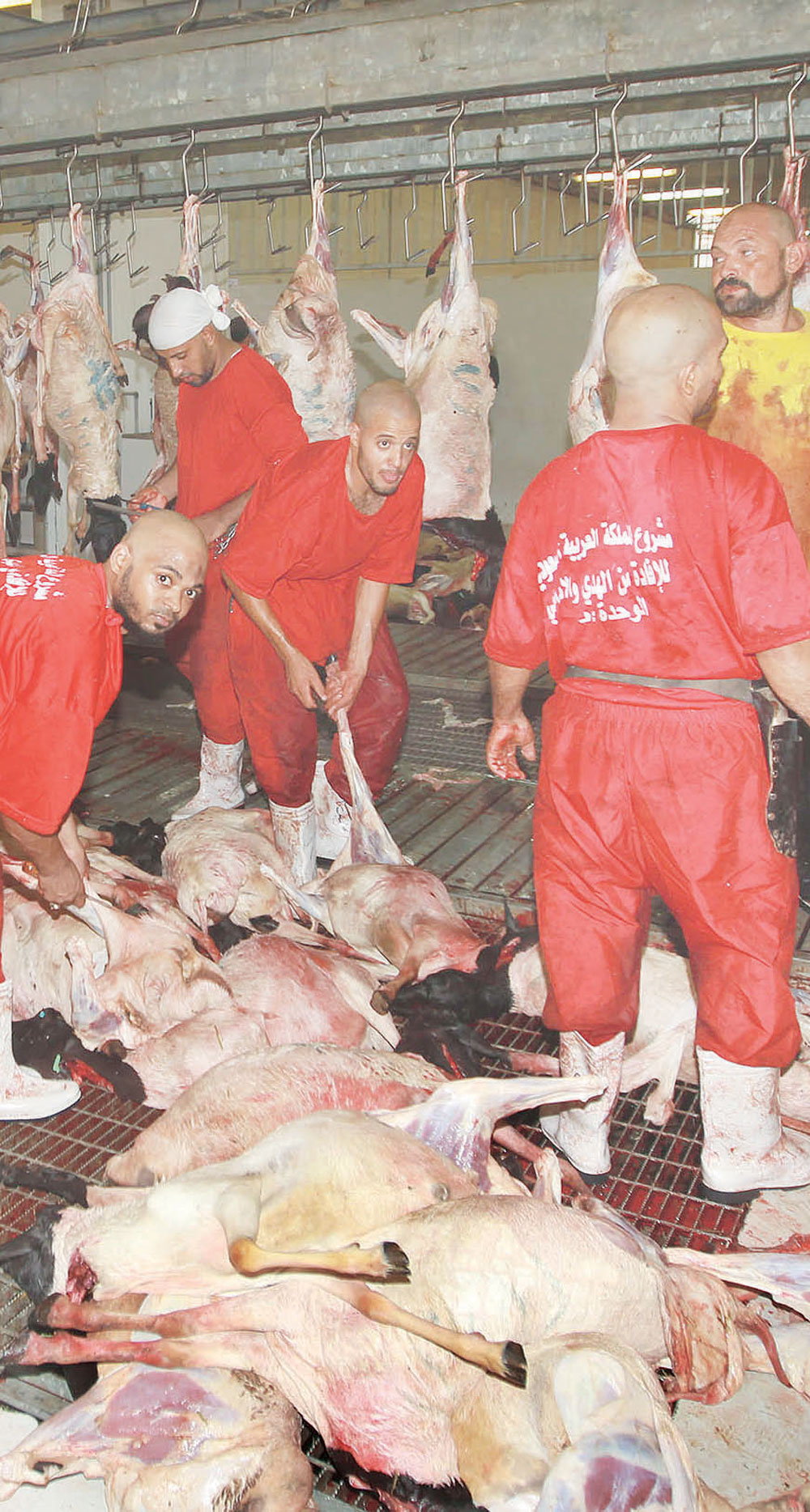 عمال مشروع المملكة للإفادة من الأضاحي يباشرون عملهم.