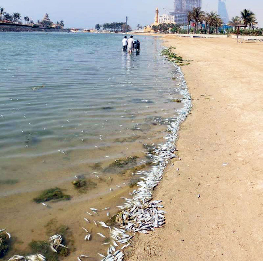 جانب من أسماك السلمون النافقة في بحيرة النورس في جدة."الاقتصادية"
