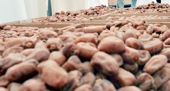 تناولت الورش الوضع الغذائي للتمور. "الاقتصادية"