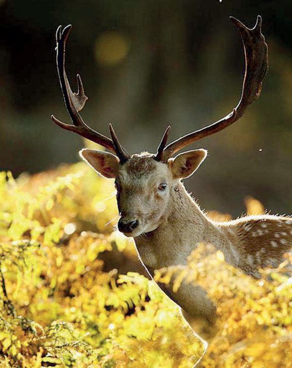 يتميز فصل الخريف بإطلالته الفريدة التي تكسو الطبيعة حول العالم.